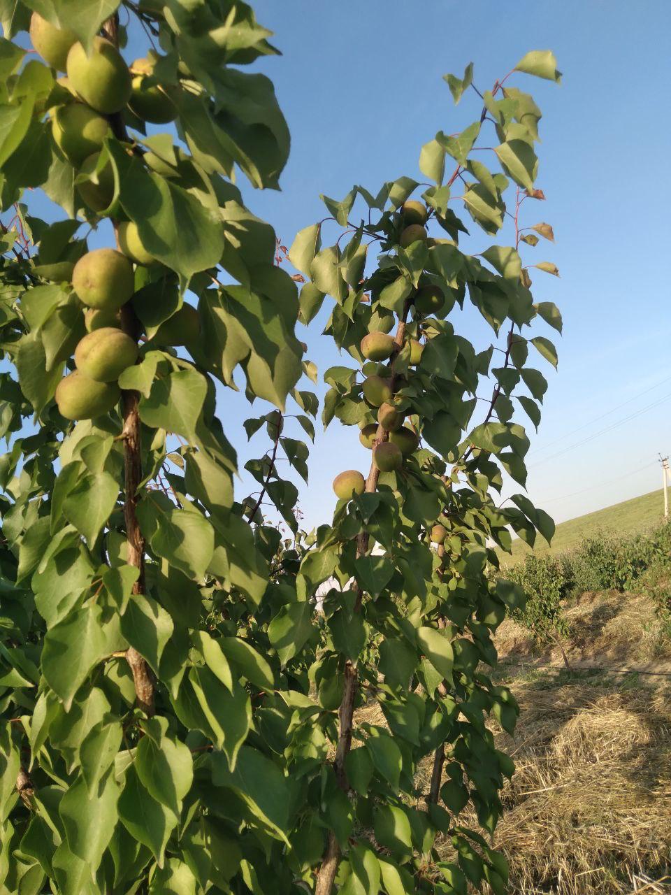 Ҳурматли тадбир