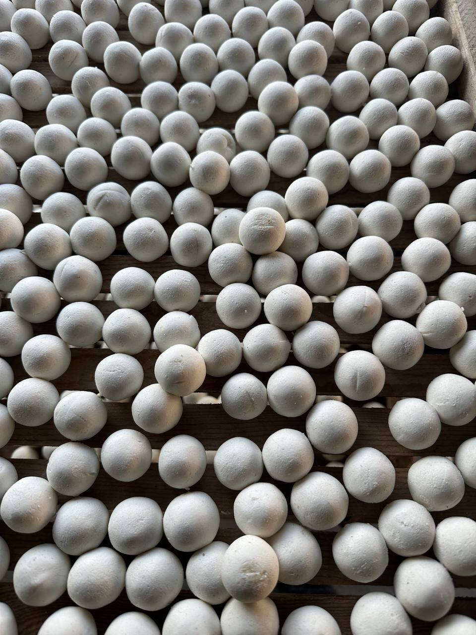100 TABIIY QURT